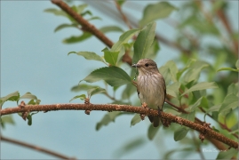 <p>LEJSEK ŠEDÝ (Muscicapa striata) jižní Morava ---- /Grauschnäpper - Spotted flycatcher/</p>